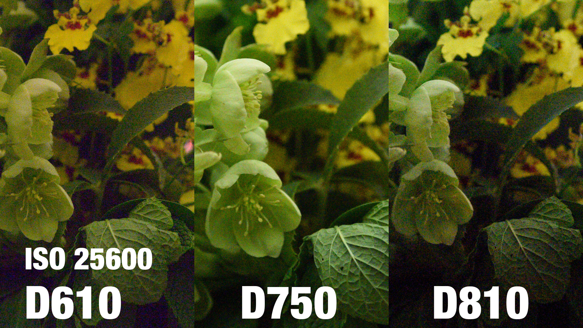 High ISO comparison between the D610, D750 and D810